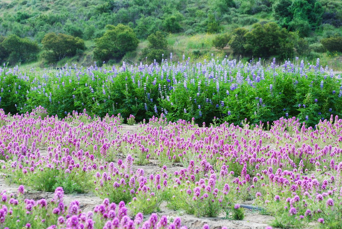 Our Plant Materials Program ensures we always have the right species on hand for restoration. By collecting small, genetically diverse seed samples and cultivating them into plants, IRC builds a robust inventory that supports restoration projects. 🌱🌼