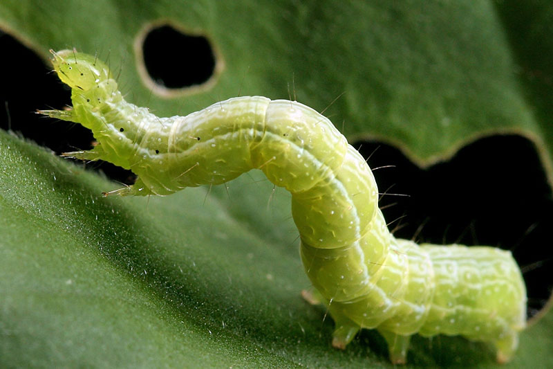 Gardeners_Path_'s tweet image. How to Control Cabbage Loopers - Does your garden look like the aftermath of a visit from the Very Hungry Caterpillar? Learn how to identify and control cabbage loopers now on Gardener's Path. gardenerspath.com/how-to/disease… #cabbage #cabbageloopers #pests