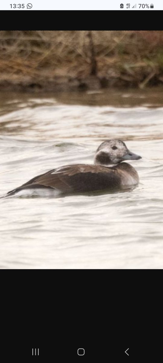 Very wet day at wallasea Island not many birds  seen did see the 1st winter female type long tailed duck thanks to Jeff Delve &amp; Lawrence Drummond 
Jeff photos attached 
  <a href="/EssexBirdNews/">EBwS Bird News</a>