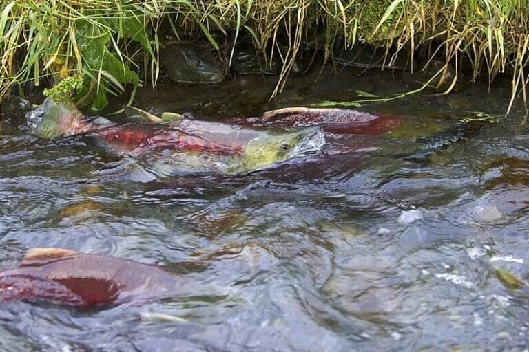 Hydropower Reform Coalition tweet media