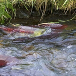 Photo by Hydropower Reform Coalition (@HydroReform)
