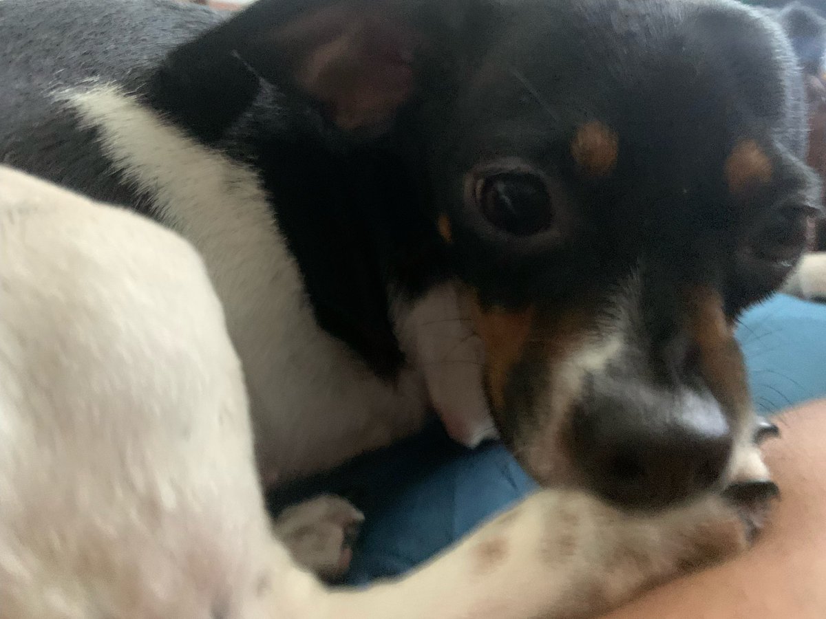 sisifruit's tweet photo. @baldrizzle SHES A RAT TERRIER https://t.co/NXLF7WRBkN