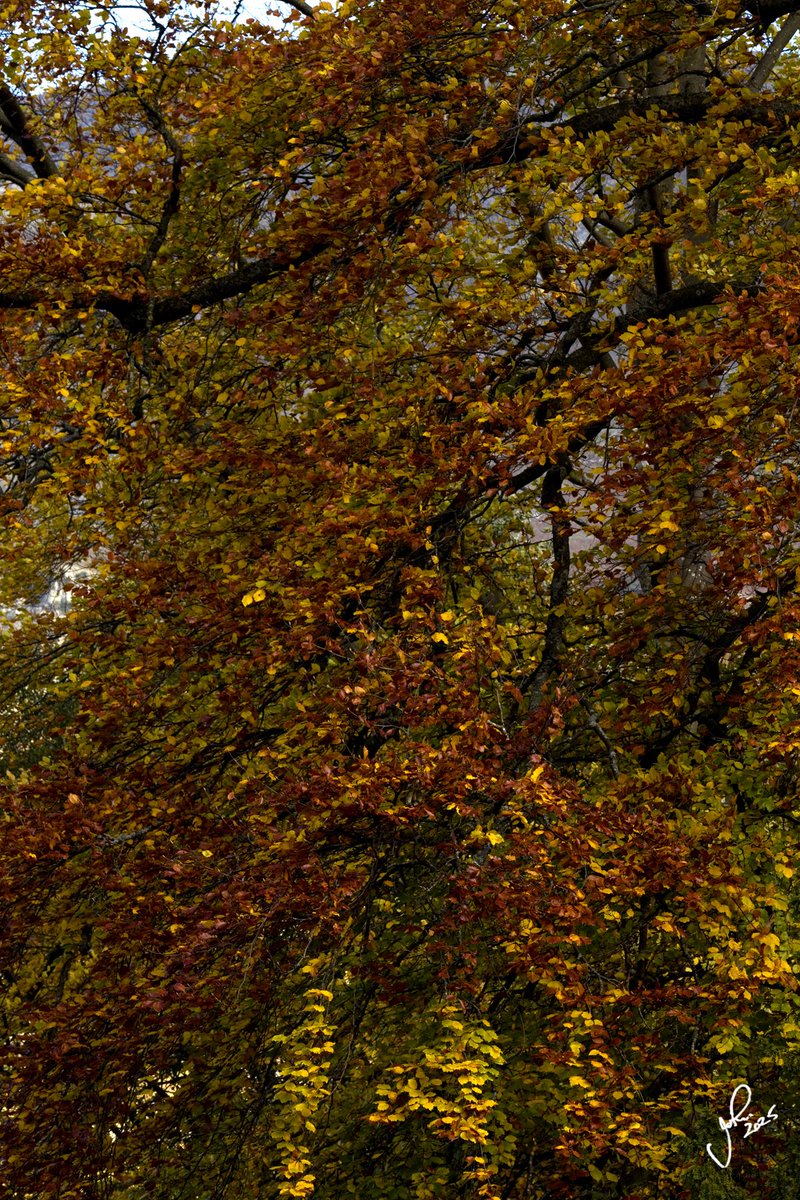 JohnGal_luvlife's tweet photo. Autumn in Lakeland😎🍁👍 https://t.co/iDyqf9O3qk