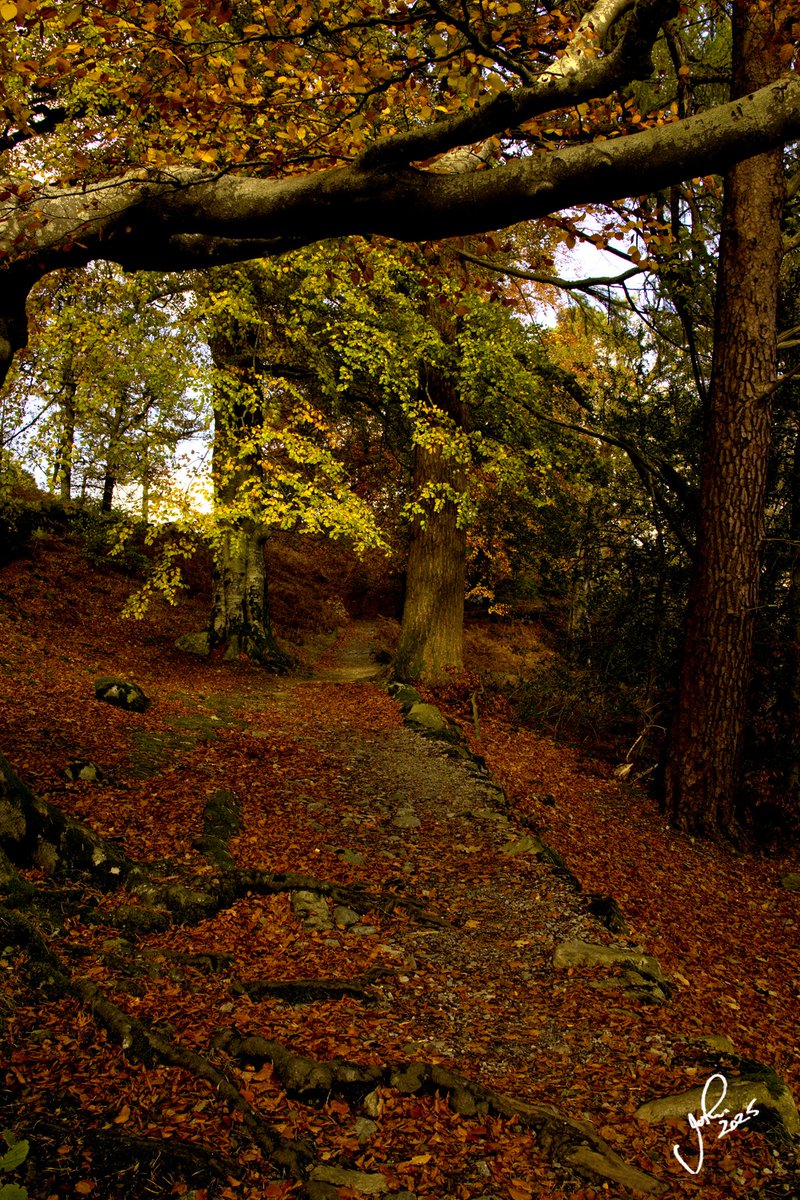 JohnGal_luvlife's tweet photo. Autumn in Lakeland😎🍁👍 https://t.co/iDyqf9O3qk
