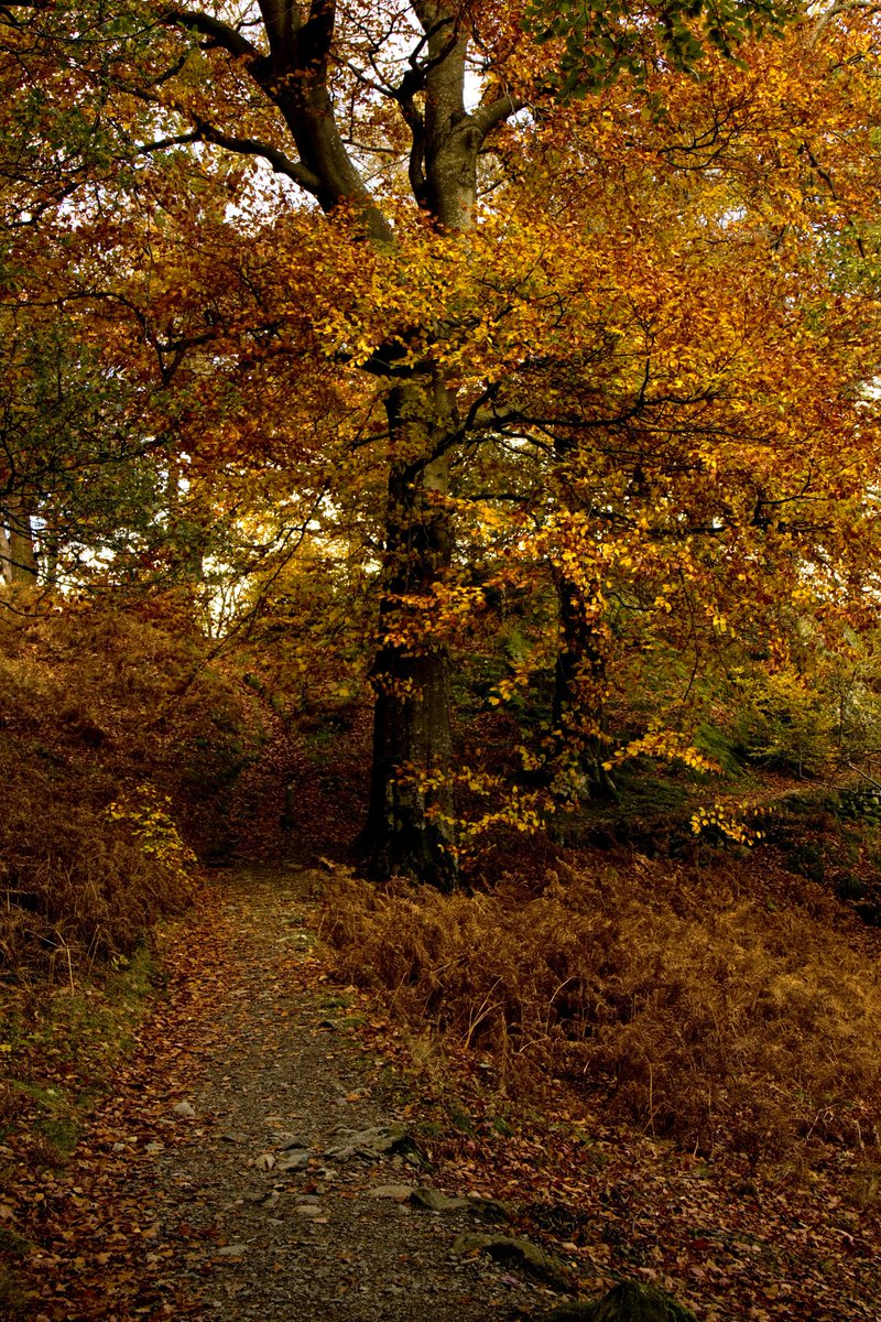 JohnGal_luvlife's tweet photo. Autumn in Lakeland😎🍁👍 https://t.co/iDyqf9O3qk