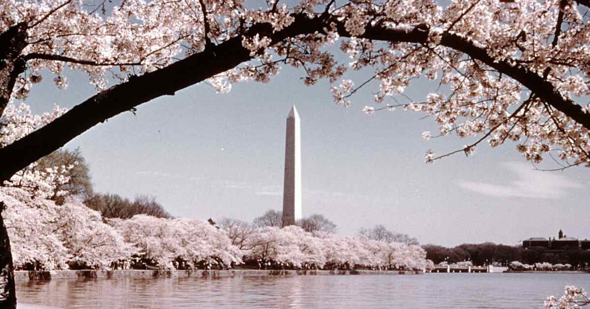 gp_tree's tweet image. 10 Famous Trees in History | HISTORY bit.ly/4nthMcL