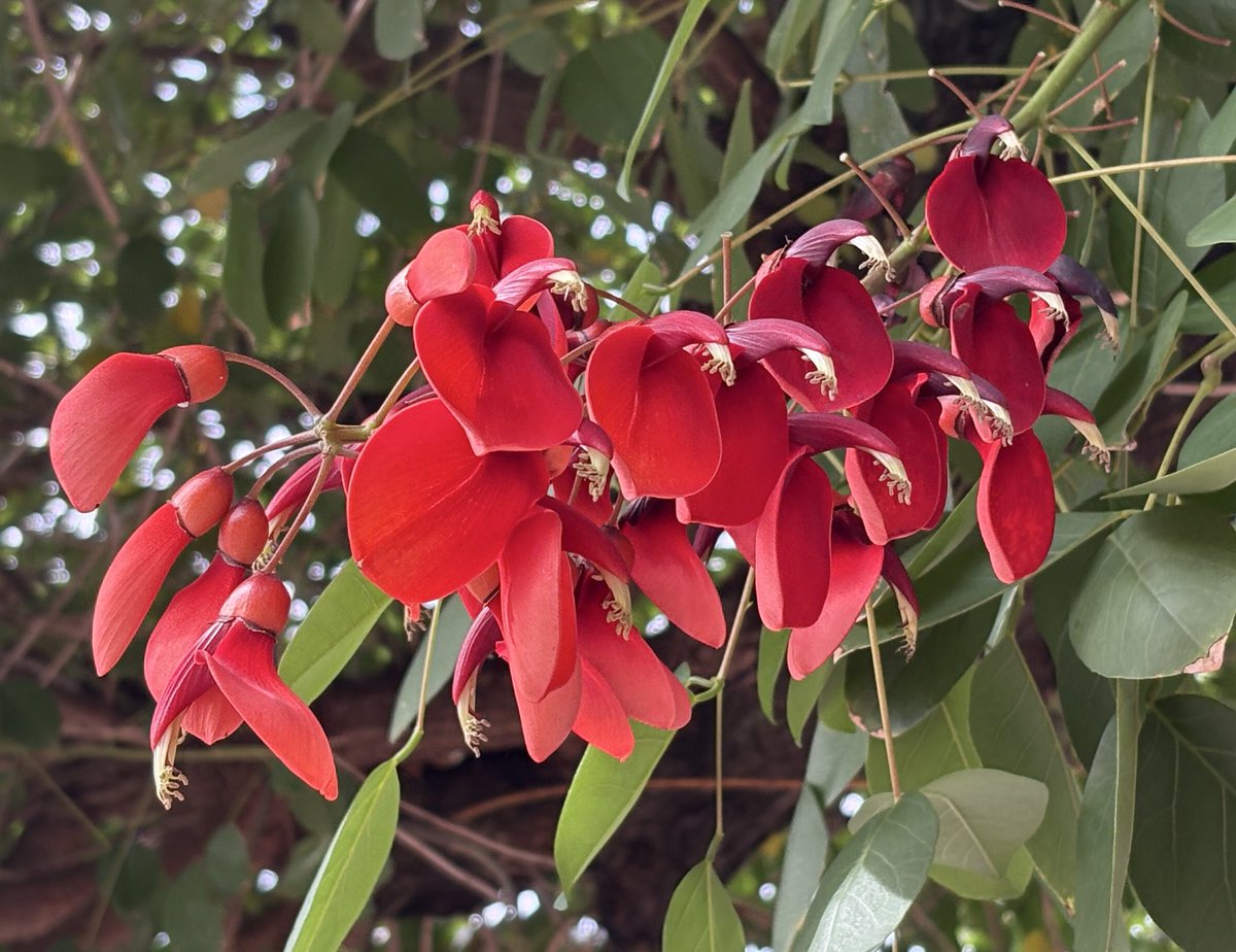 花ページ エクストラパック 第52弾 恋♡乙女の聖戦 ｜ Z/X - Zillions of enemy