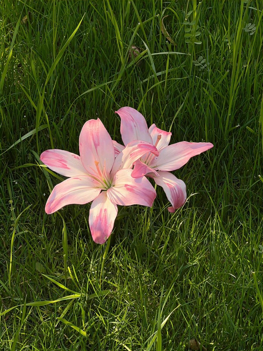 Pink lilies