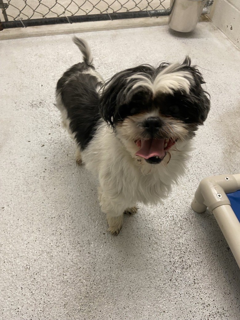 Bark Wahlberg is a sweet and snuggly pup who’s ready to steal your heart! He was surrendered through no fault of his own, and despite the sudden change, he’s shown nothing but love and resilience. Learn more about Bark at ow.ly/it4g50Xjmcs. | BC SPCA Kelowna