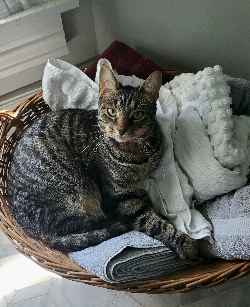 This diva wishes everyone a happy National Cat Day