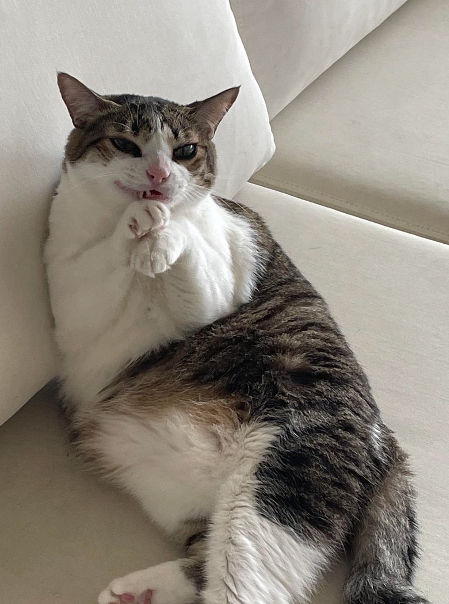 cats with powerful aura tweet media