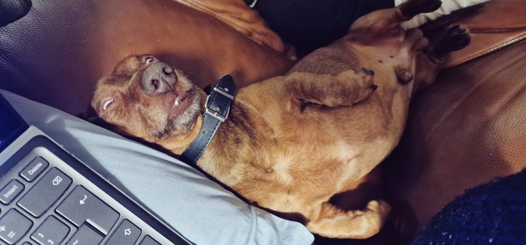 Dog-sitting this goose - he's such an old man... 😂