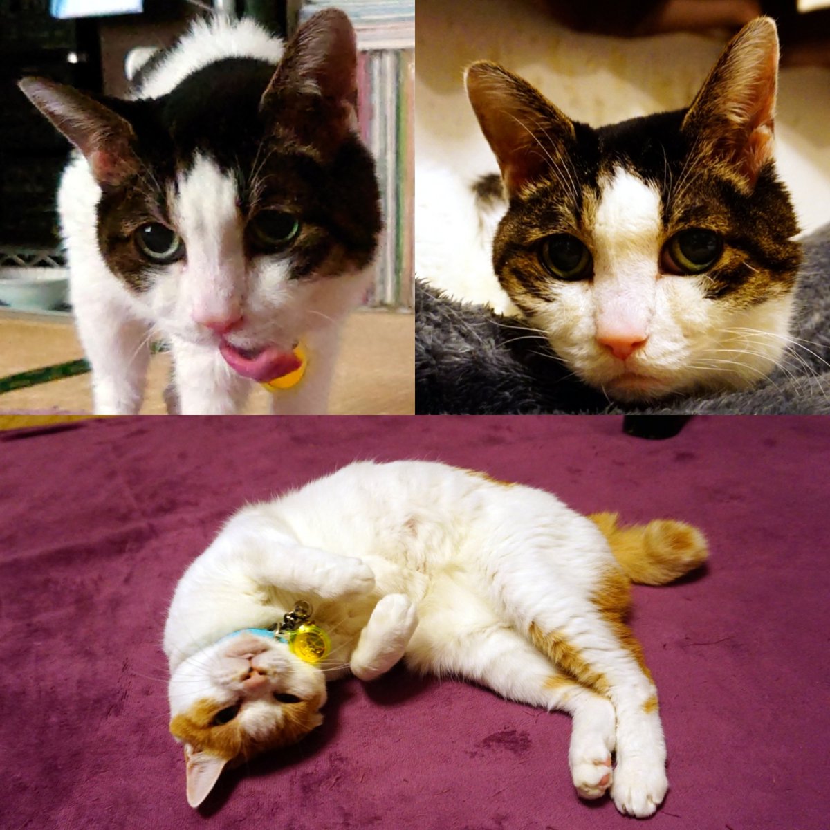 ｸﾚｲｼﾞｰﾛｯｸ・ｼﾞﾝ・ｻｻｷ (@crazyrockjin) / Posts / X