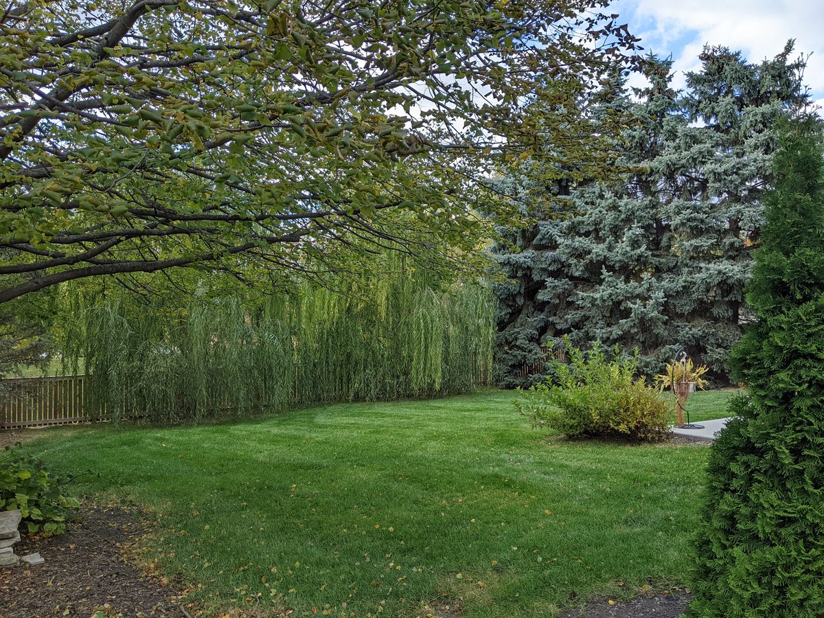 Backyard in green (before the freeze....).🎃✌️