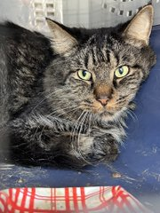 Poor Sneakers again on the NYC ACC kill list for 10/30! Adopt! Pledge! Share! BEYOND LAST CALL! 🙏
nycacc.app/browse/238646 #nycacc #boroughbred