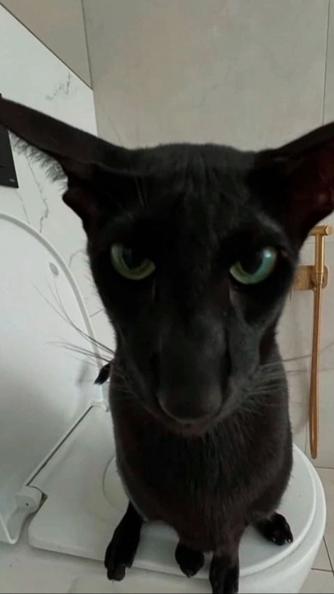 BezlikijChel123's tweet image. #memes #samepic #opm #OnePunchMan       #speedofsoundsonic