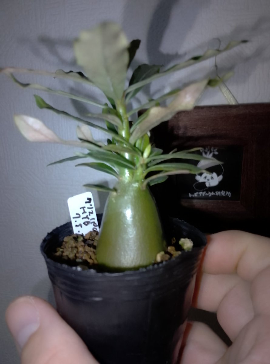 トッピアデニウム研究所 (@ylXf9n8E9I4943) / Posts / X