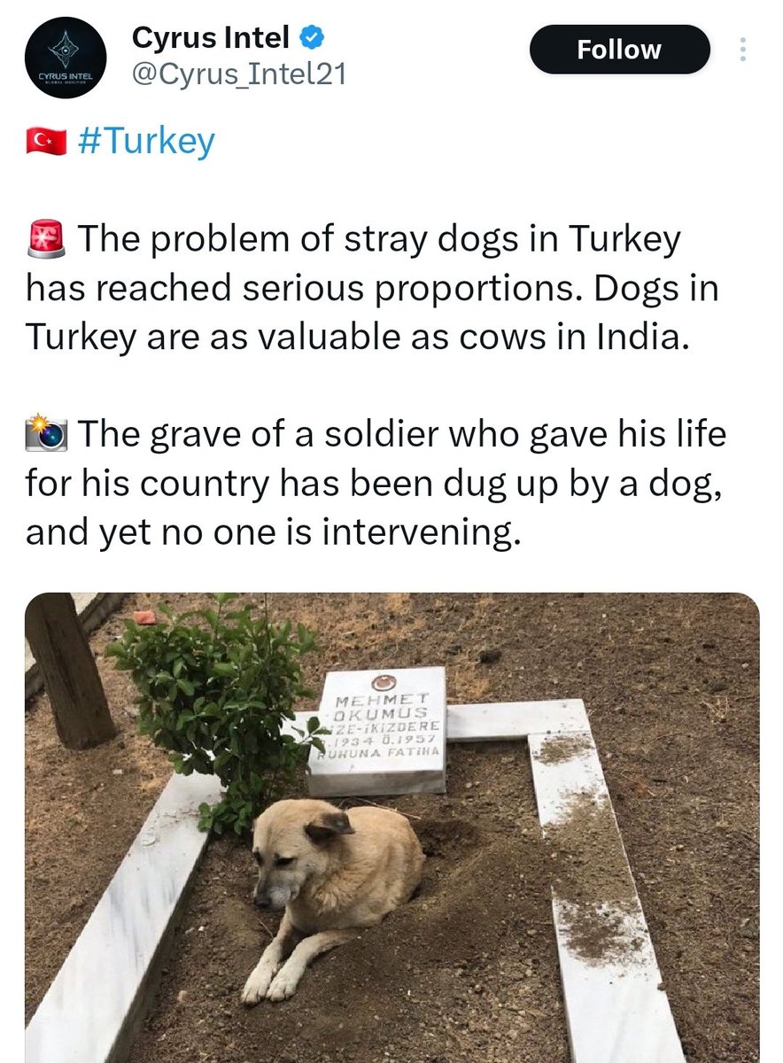 Yabancı bir haber ajansı:

"Türkiye'de köpekler Hindistan'da ki inekler gibi değerlidir. Hayatını ülkesi için kaybetmiş bir askerin mezarı bir köpek tarafından kazılmış ve kimse müdahale etmiyor."