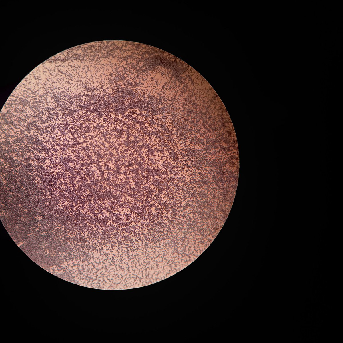 Joud bani salameh tweet media