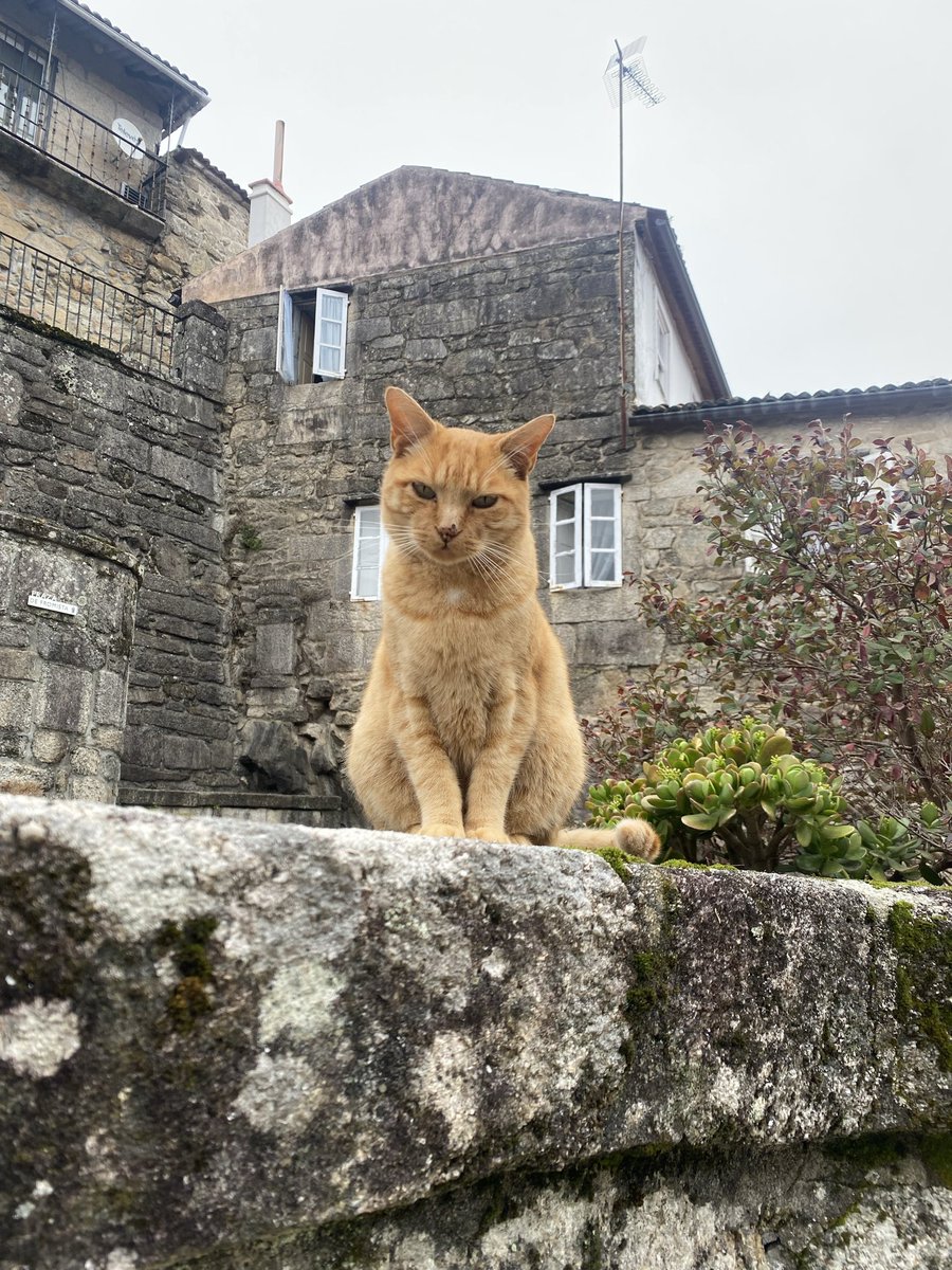 colvigo's tweet photo. @altereddie Pipi por sus tierras https://t.co/eK0unG26Nq