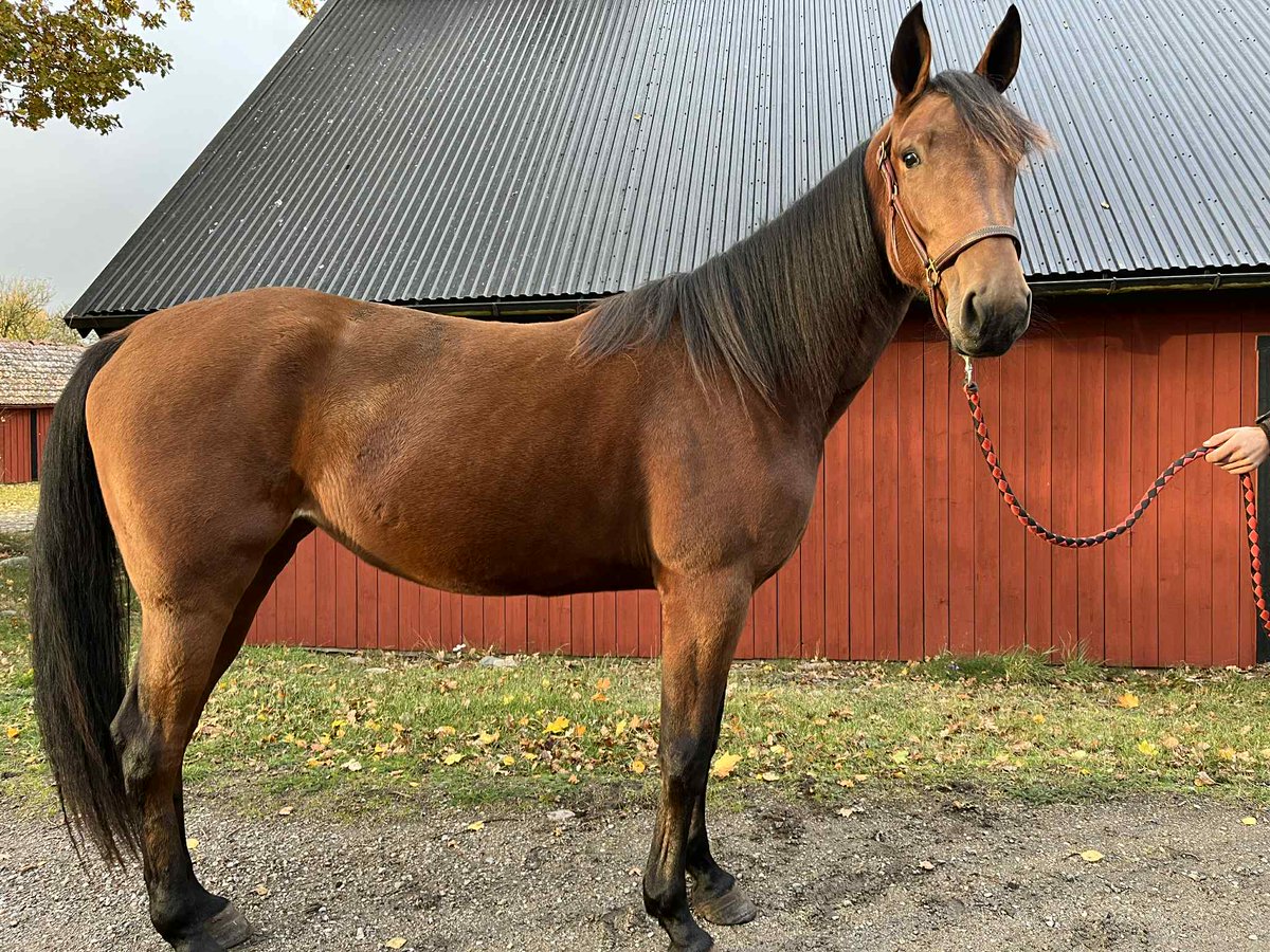 StallPersson's tweet photo. 😍COLLEEN WOLFE😍
e Readly Express-Viola Silas 
#stallfredrikpersson #trav #häst #travhäst #sto #andelshäst #andelar #violasilas #stjärna https://t.co/By28U0s2YW