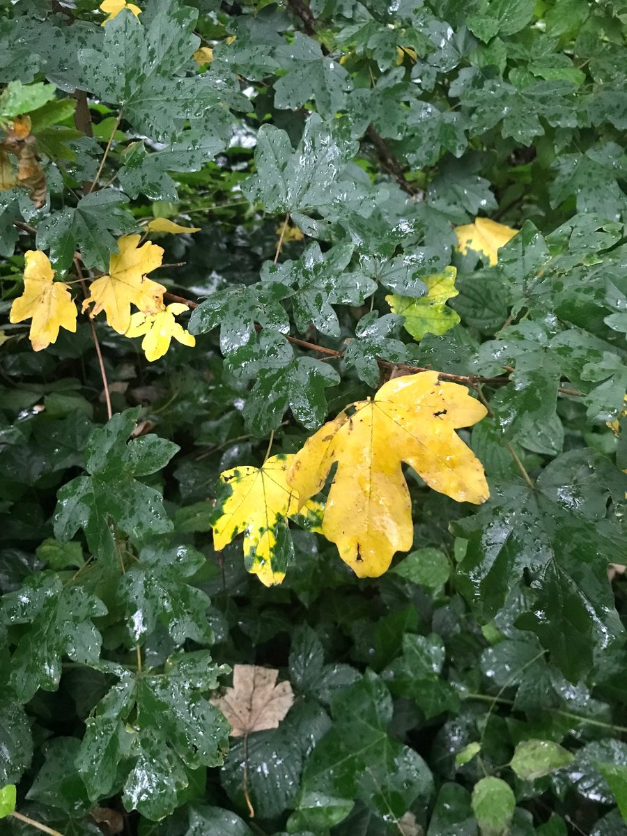 Hello everyone, Sunday, the 2nd of November, is the penultimate volunteer morning for this year at Westcombe Woodlands, how time flies!  As always there’ll be activities such as weeding and maintenance.  We'll be onsite at 10 with refreshments mid-morning.  Come and join us!