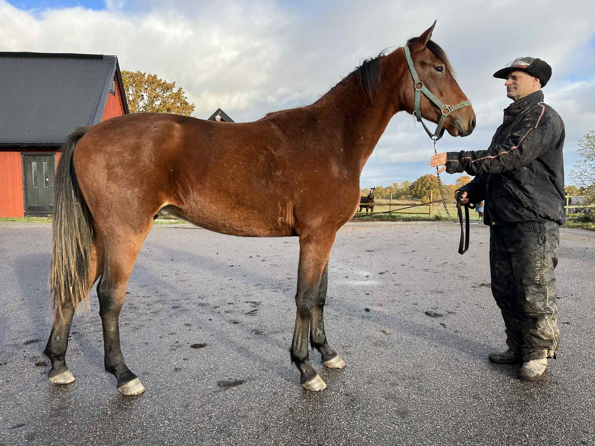 StallPersson's tweet photo. ❗️❗️Andelshäst❗️❗️
😍😍MASON😍😍
e Monark Newmen-Godiva Lindy 
1-årshingsten MASON är uppdelad i 20 andelar.
Pris per andel 3000 kronor 
Månadskostnad ca 800 kronor 
#stallfredrikpersson #trav #häst #andelshäst #andelar #monarknewmen https://t.co/pN63YbA7yT