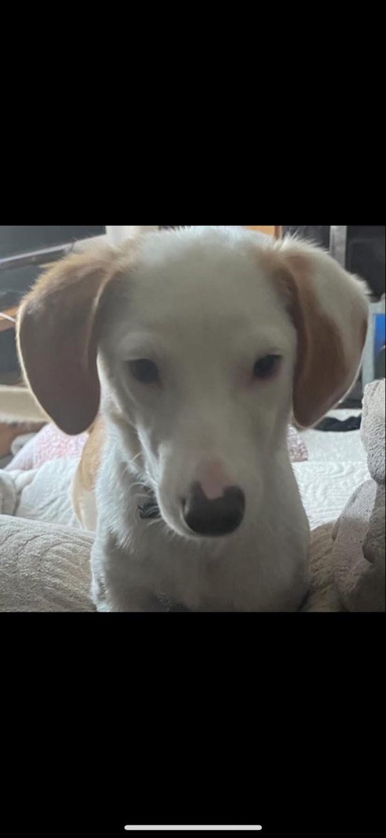 Ben the Dog tweet media