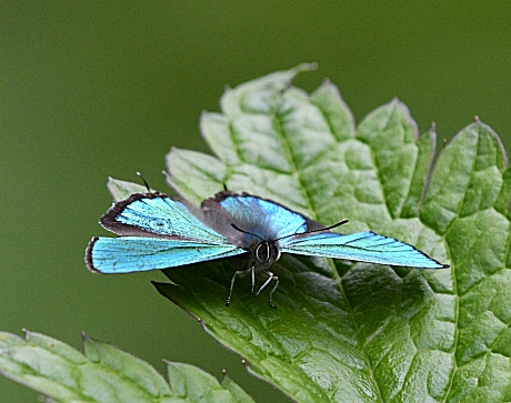 𝓩𝓪𝓾𝓫𝓮𝓻 on X