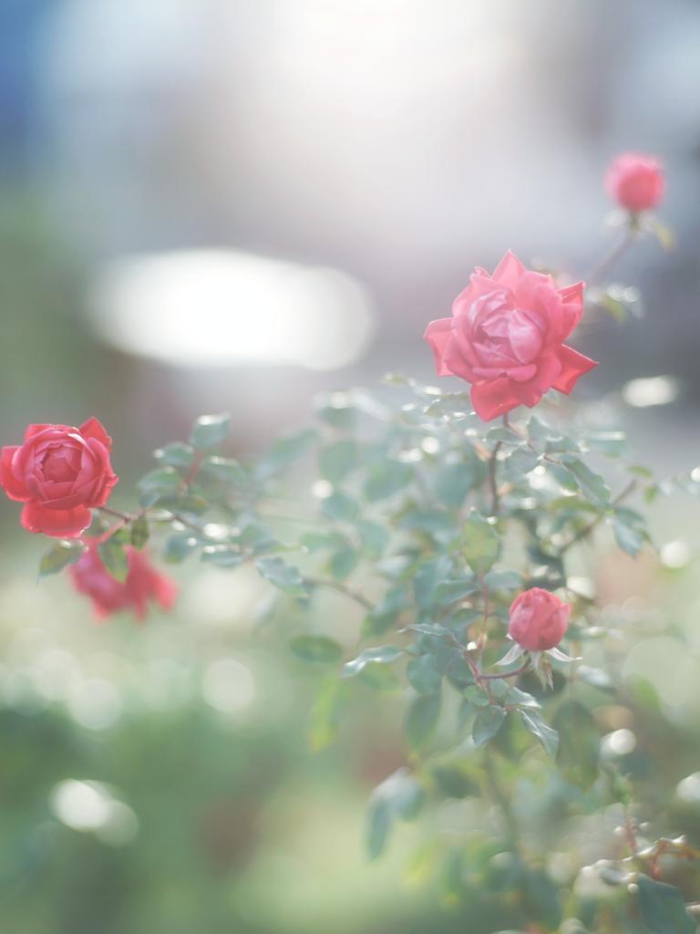 Beans♬︎@庭先ふぉとぐらふぁー (@nekoneko2355) / Posts / X