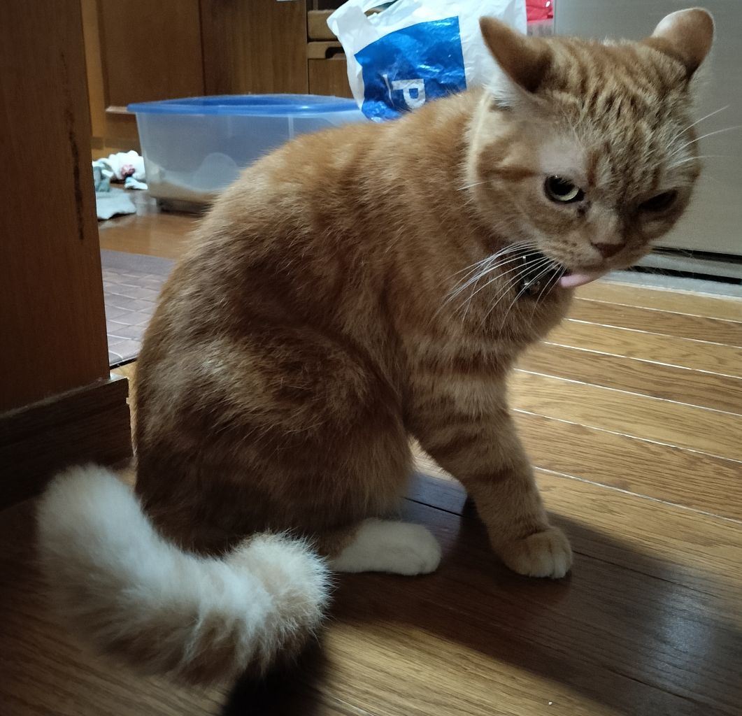 もりねこ もりねこ10周年！おめでとう🎉 - YouTube