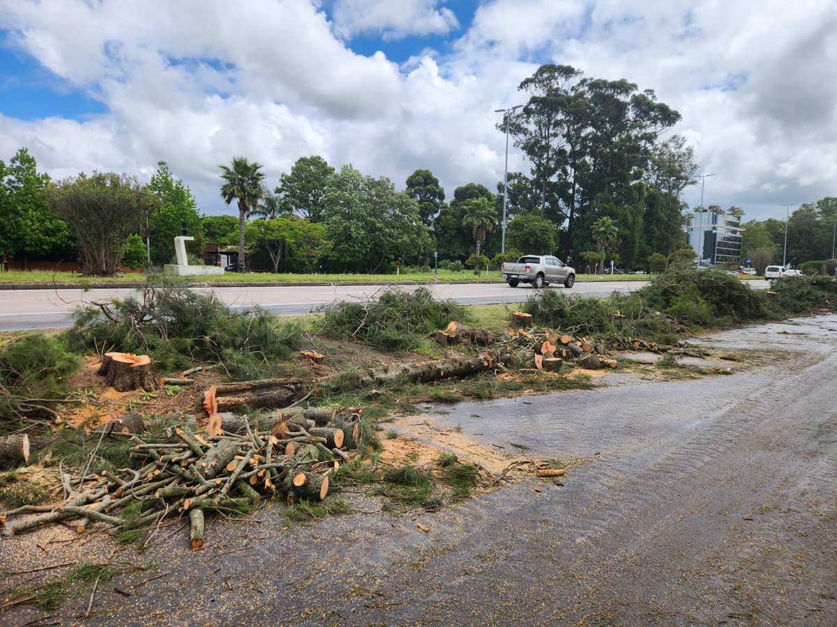 <a href="/mtopuy/">Ministerio de Transporte y Obras Públicas</a> <a href="/IdCanelones/">Gobierno de Canelones</a> cuál es la justificación para la tala de tantos árboles en Avenida de las Américas?