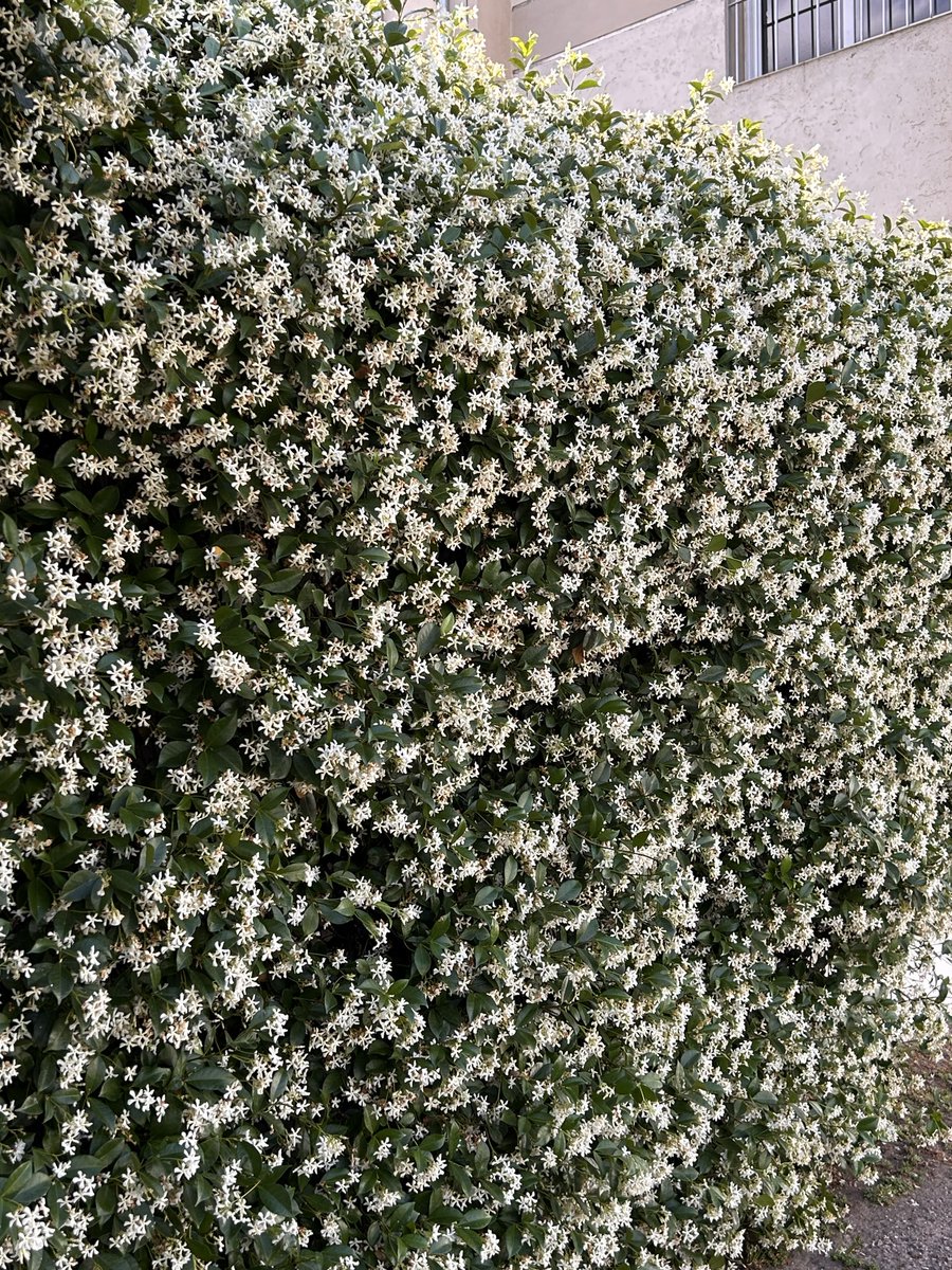 Caro Carola tweet media