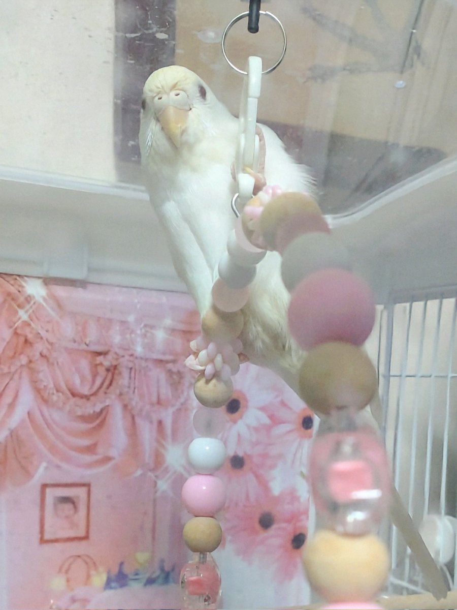 しゃにのすけ on X