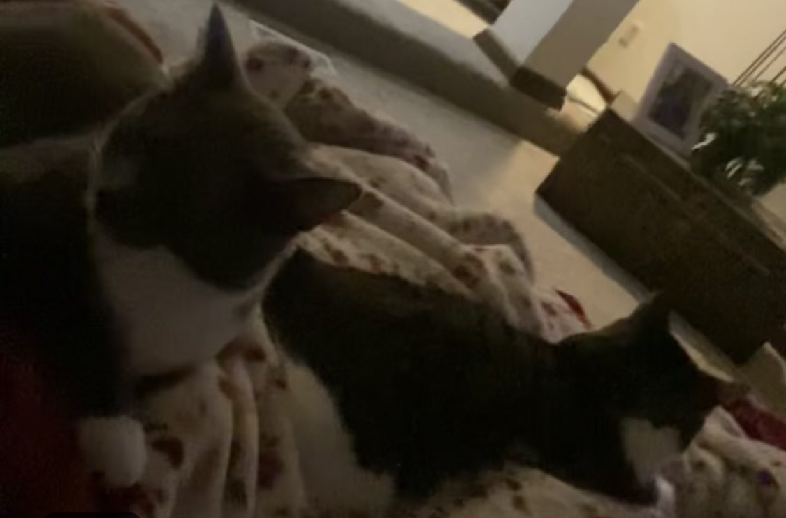 JenShep0830's tweet photo. Happy Cat Day to Jack &amp; Kiki ❤️ https://t.co/io7qfauw1k
