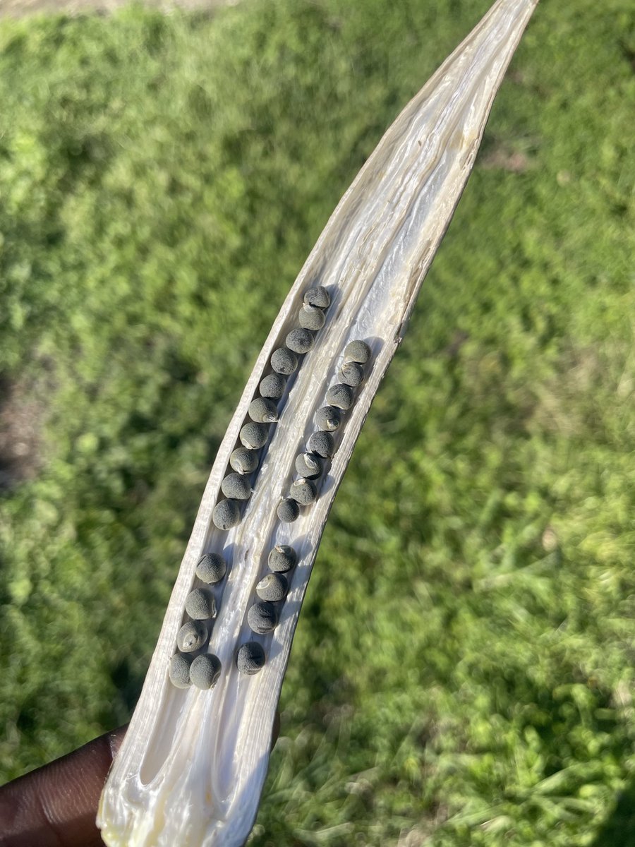 dried okra pod &amp; seed for next season 🤟🏿