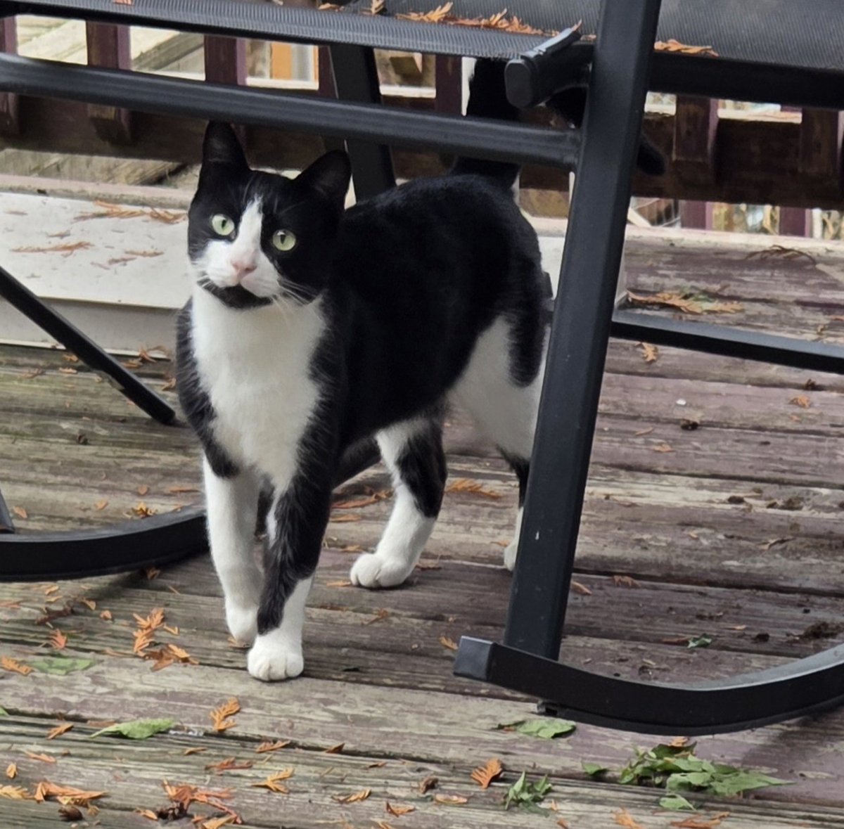 I finally was able to pet this cat  who magically adopted us. Still think she a possible stray bc now I see her all at random times in the yard.