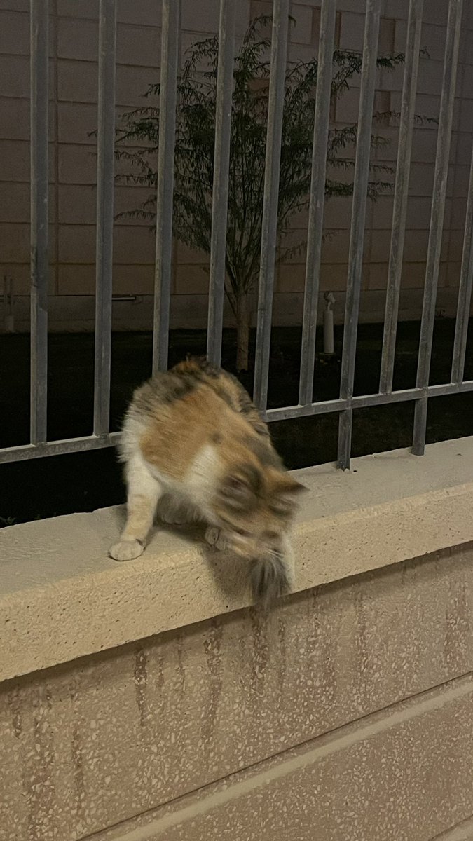 ᴀʙᴅᴜʟʀᴀʜᴍᴀɴ tweet media