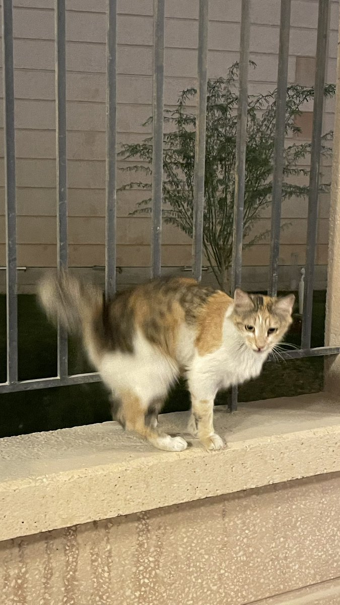 ᴀʙᴅᴜʟʀᴀʜᴍᴀɴ tweet media