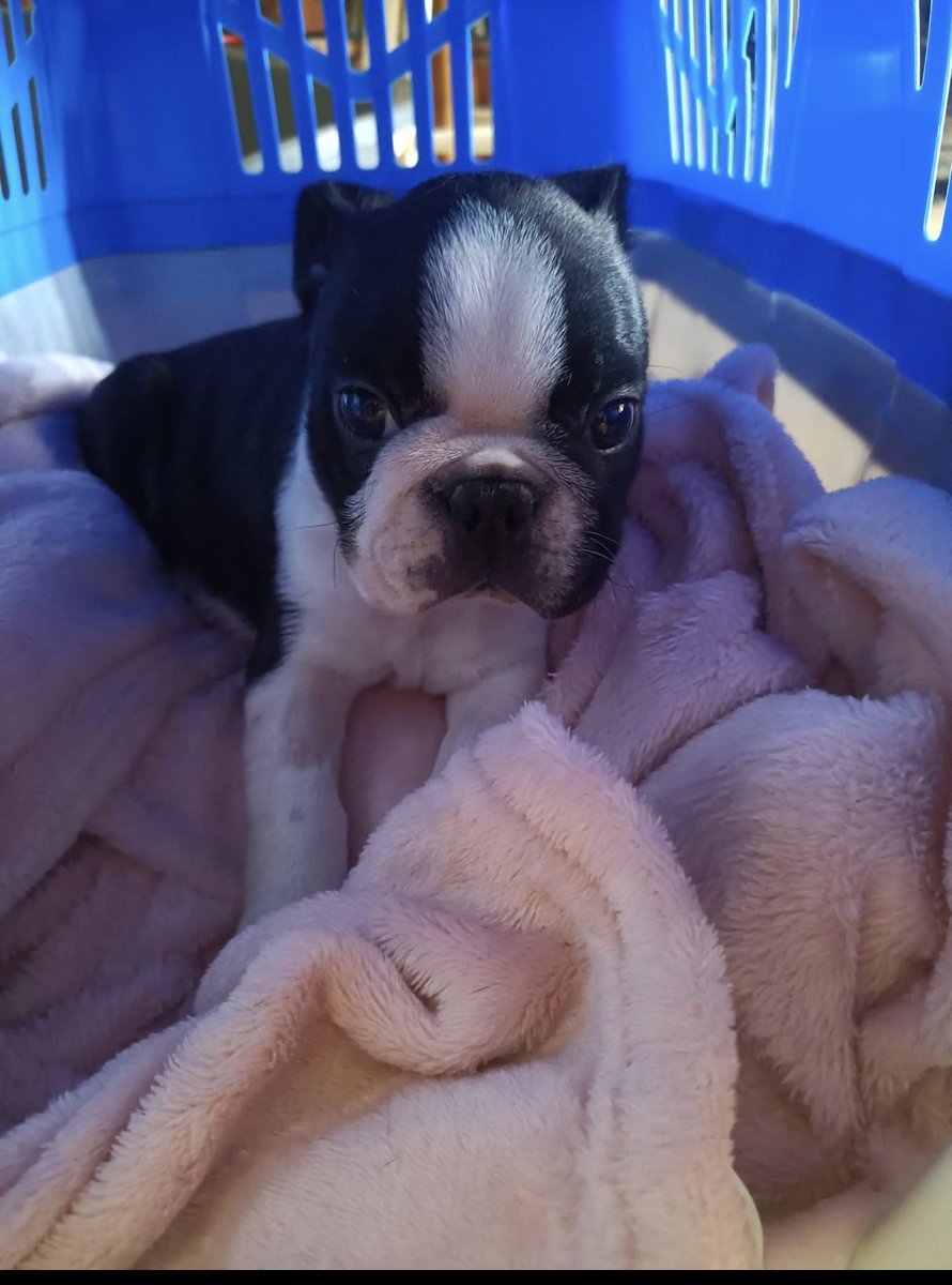 Oreo quand il avait 1 mois et demi 🥰