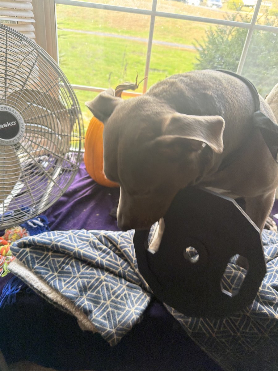 XPLRGoPro420's tweet photo. Emmie and Ivy got a new toy and scratching post https://t.co/JiZd1CEuWa