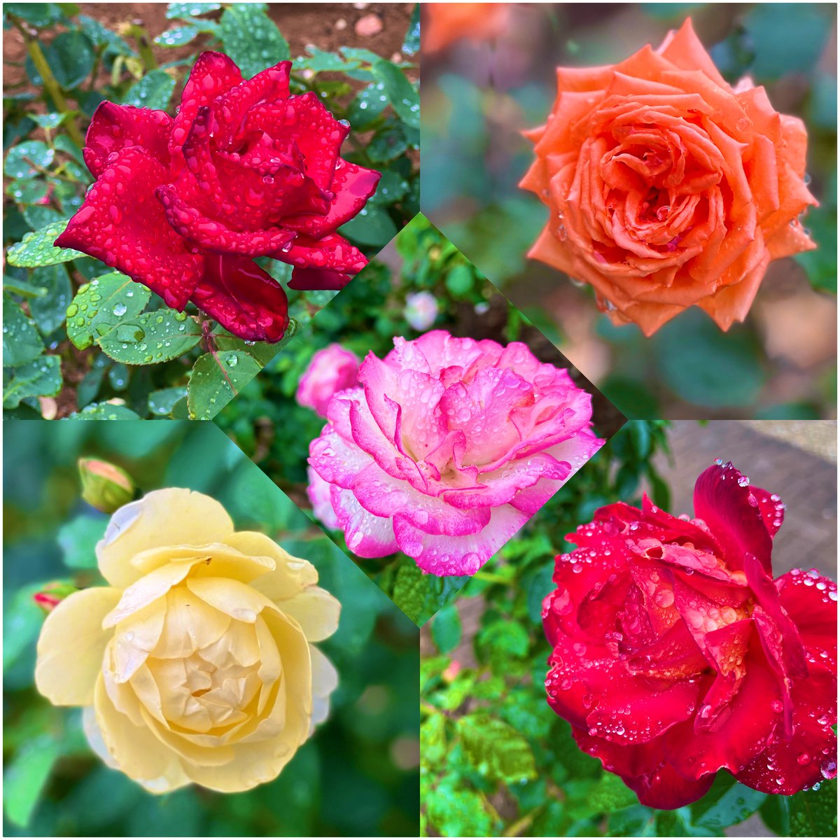 kei♡いつでもコメントください(^^)　専用 PayPay『いつでも現金いらず、キャッシュレスで。』 女性篇