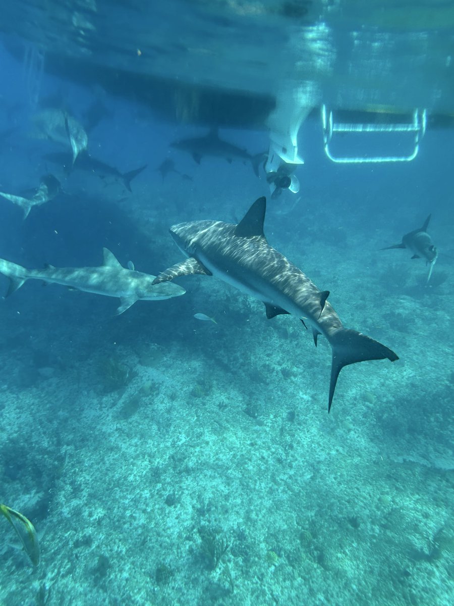 pitfighterdani's tweet image. probably gonna post a bunch of vacay stuff bc i’m #annoying but I just have to show you guys the absolute coolest and most magnificent thing I have ever done in my entire life. this is ur sign to step out of your comfort zone and do the cool shit !! 🩵🦈