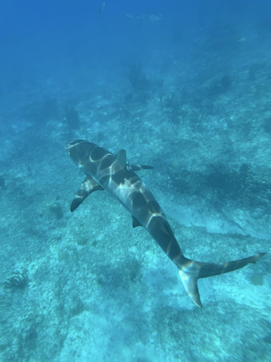 pitfighterdani's tweet image. probably gonna post a bunch of vacay stuff bc i’m #annoying but I just have to show you guys the absolute coolest and most magnificent thing I have ever done in my entire life. this is ur sign to step out of your comfort zone and do the cool shit !! 🩵🦈