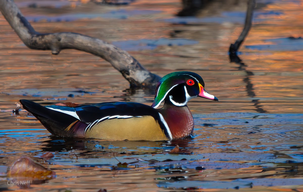 cneff's tweet photo. Sharp dressed man

Wood duck https://t.co/GxIHY3dfCN