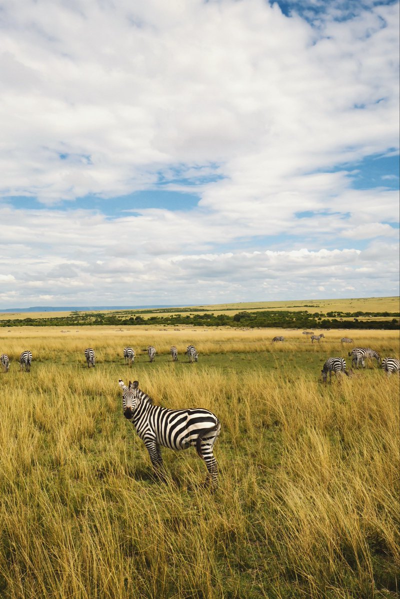hoje fotografei belas zebras to emocionado
