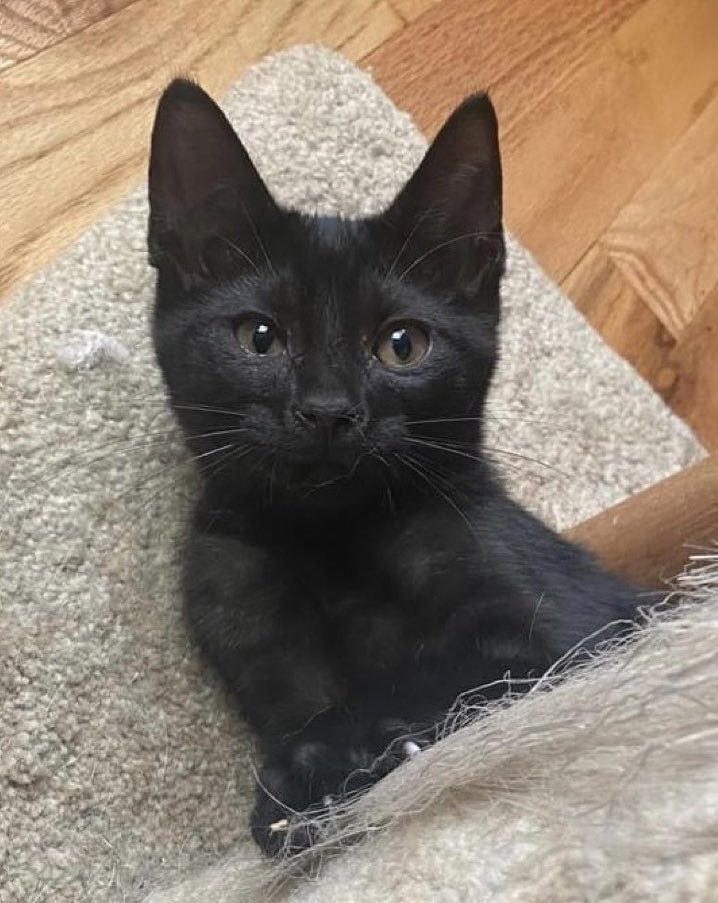 musicmaned's tweet photo. This little Foster wishes everyone:
#HappyNationalCatDay
(Even though she’s just a kitten! 🐾💕) https://t.co/jszgbsmHQW