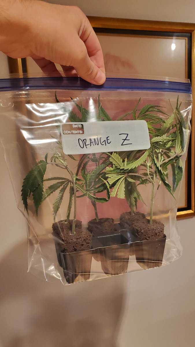 Orange Zkittlez back on board. 🍊🌈