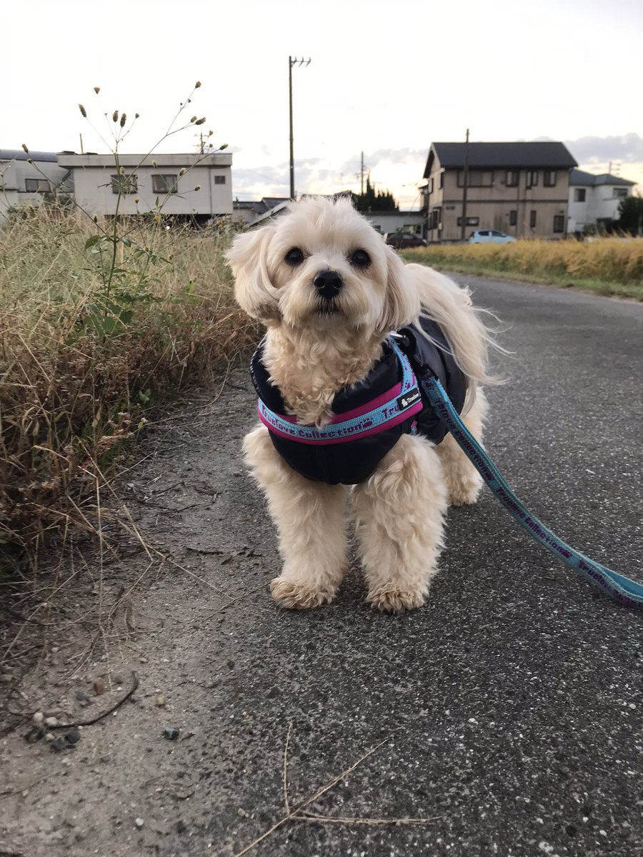 ♡coco♡ショップ♡ CocoPPa Play(ココプレ) on X: 