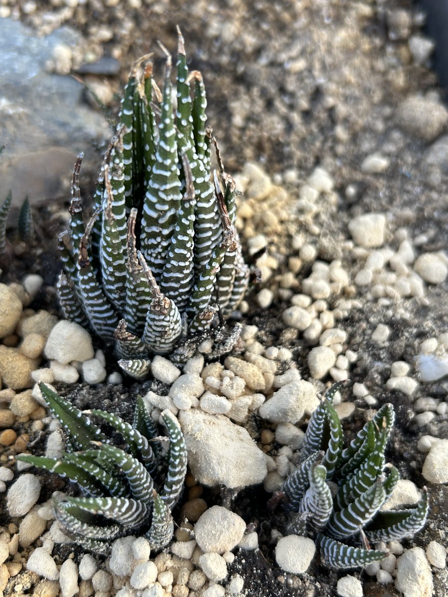 キリストがあなたを救う◆ほっと茶 キリストがあなたを救う◇ほっと茶 キリストがあなたを救う◇ほっと茶